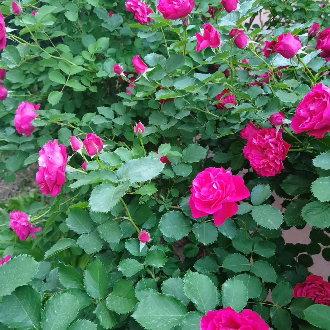 北方狼太阳黑子