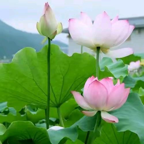 幸福人生@