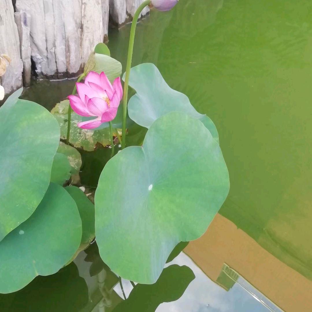 玉蜀黍的玉