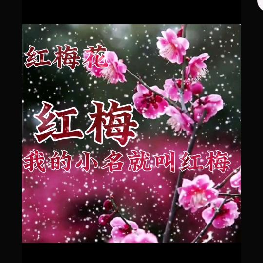 红梅