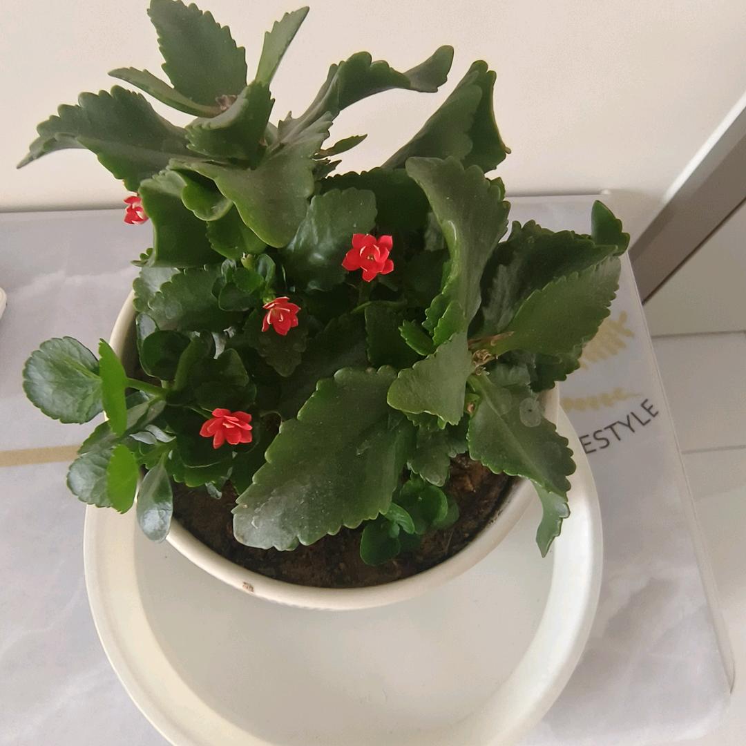 心向阳光