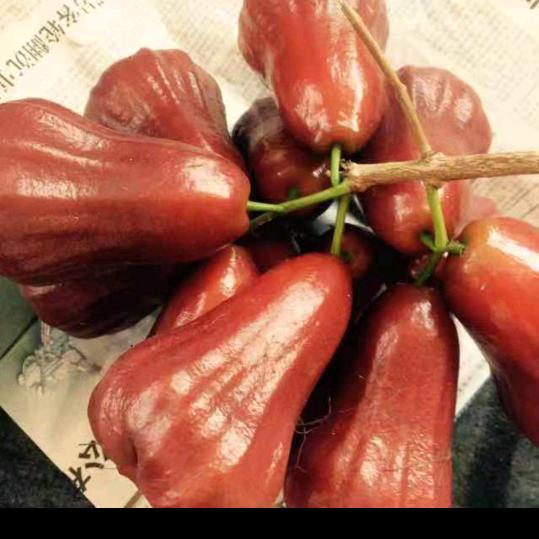 ༺小林～水果༻