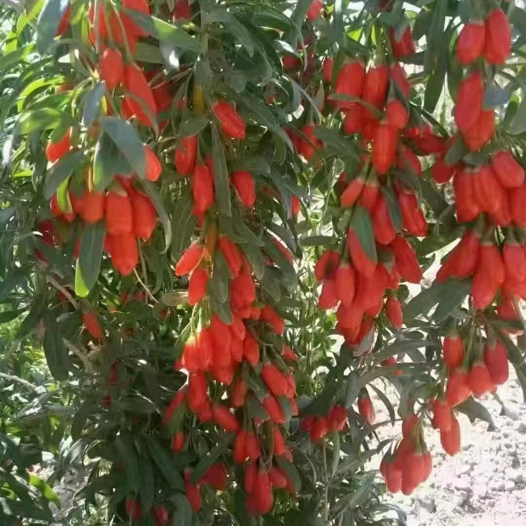 常年干季节工，荣儿。