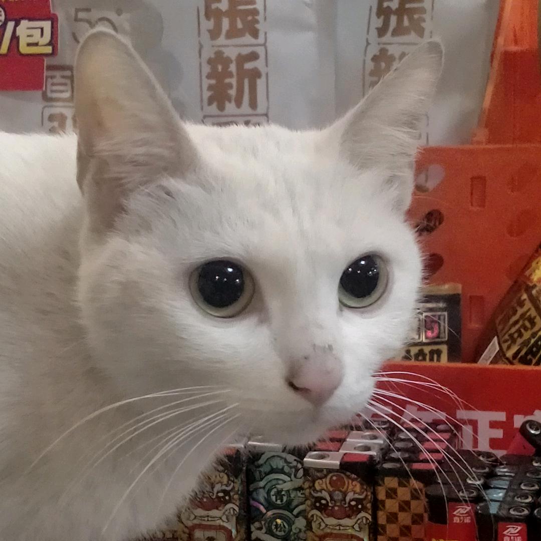 毛孩子的快乐生活