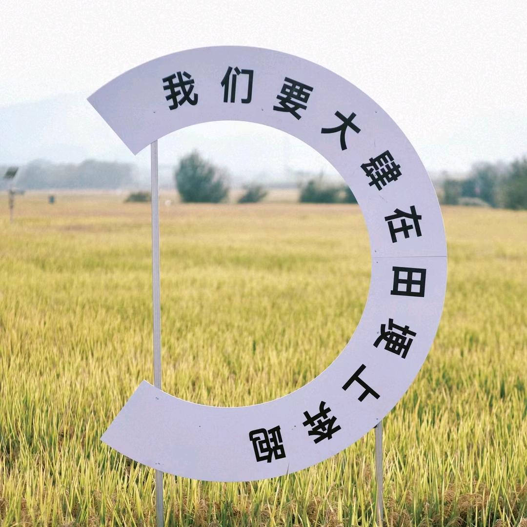 宝应县南闸村90后新农人（村干部助农）