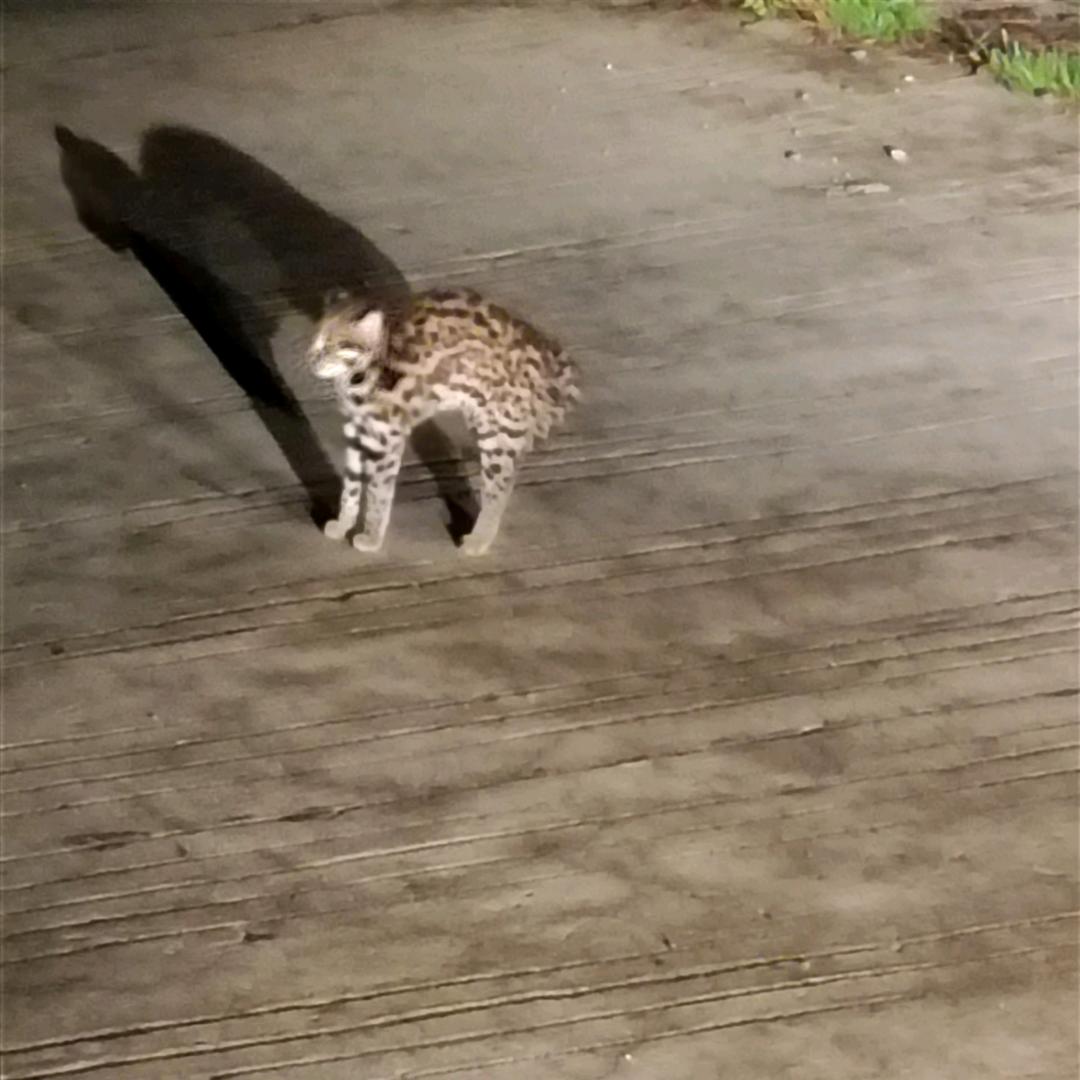 才哥