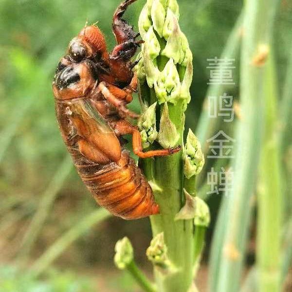 单县董鸣金蝉养殖场