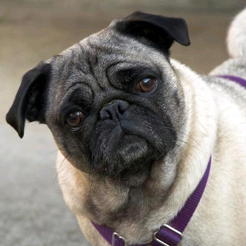 夏一跳的快乐生活