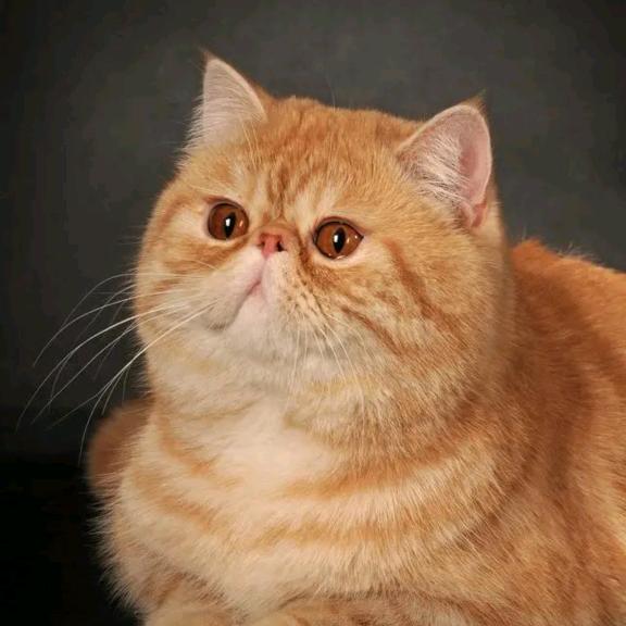 爱钓鱼的猫