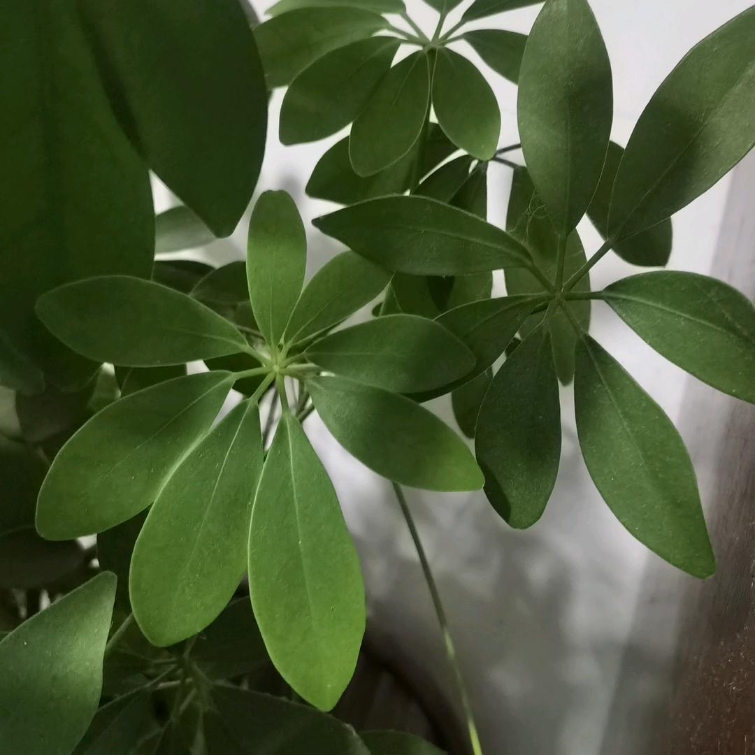 潇洒小哥