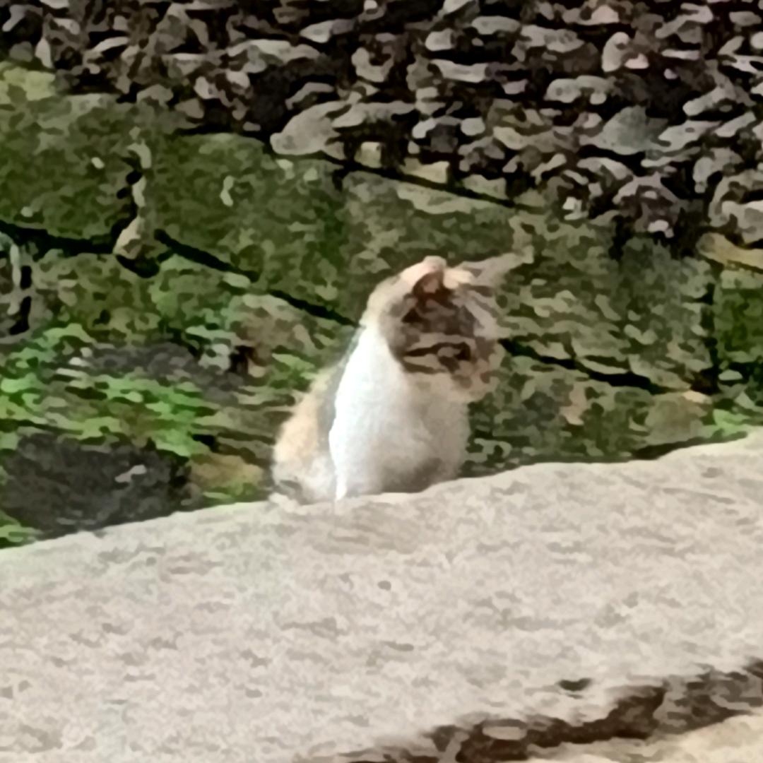 裁刀机的台词爱你的哟