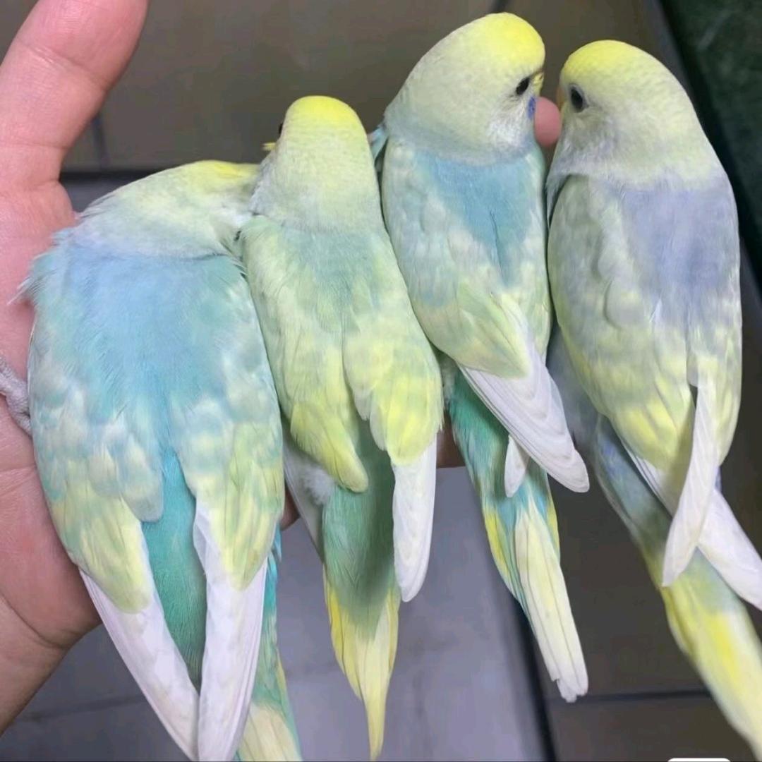 虞城姗曼宠物臻选阁