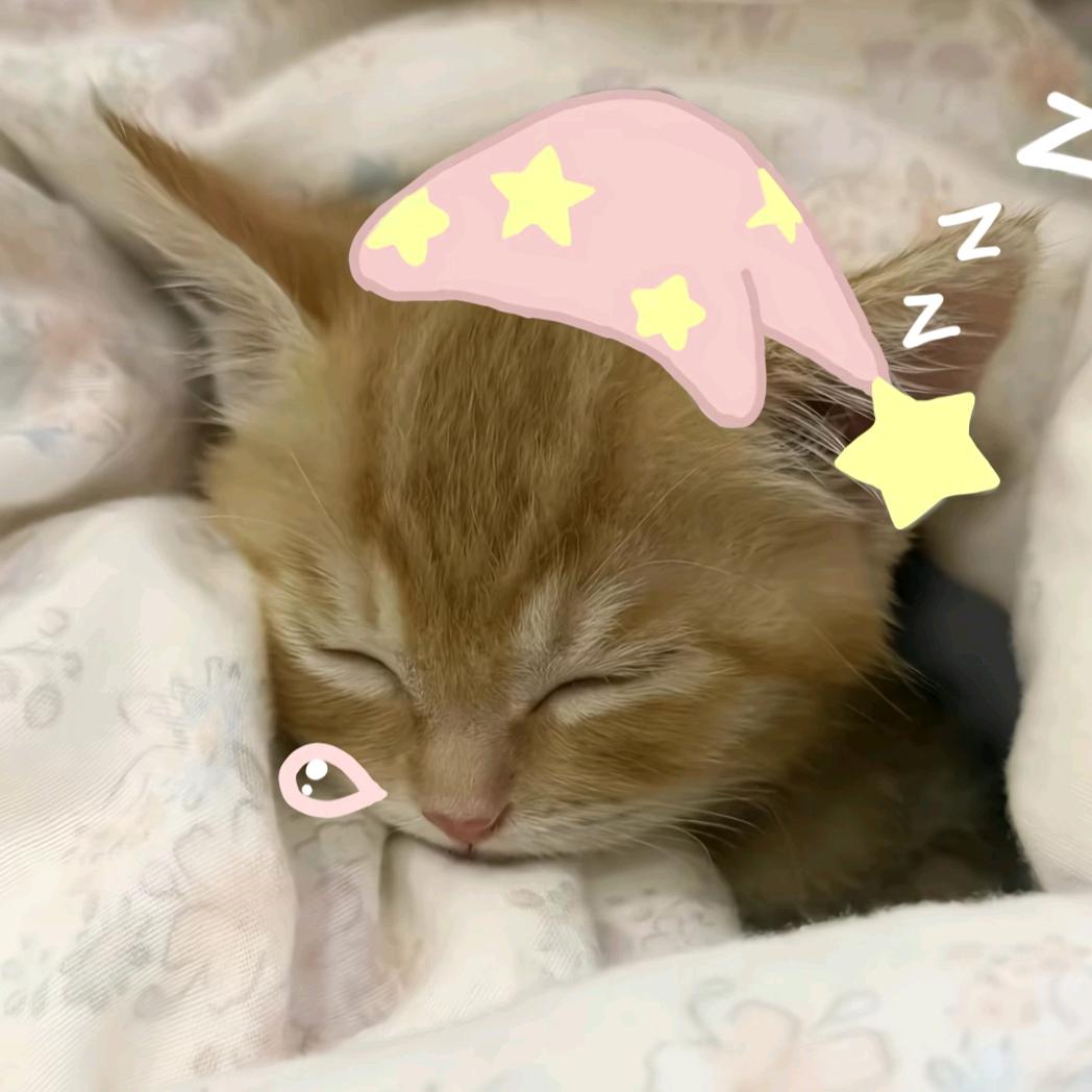 🐱