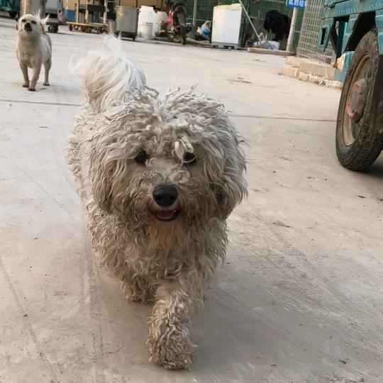 脏脏蹦-初衷救助站管理员