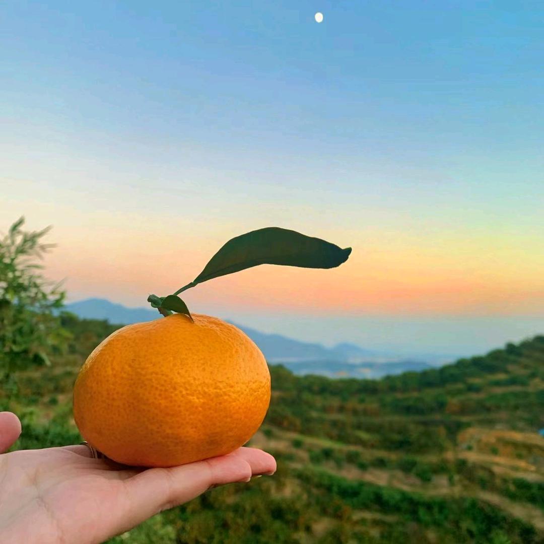刘橘长🍊原产地供应