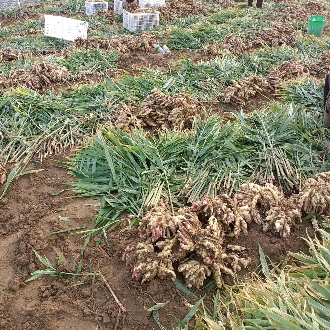 生姜产地，每日行情播报