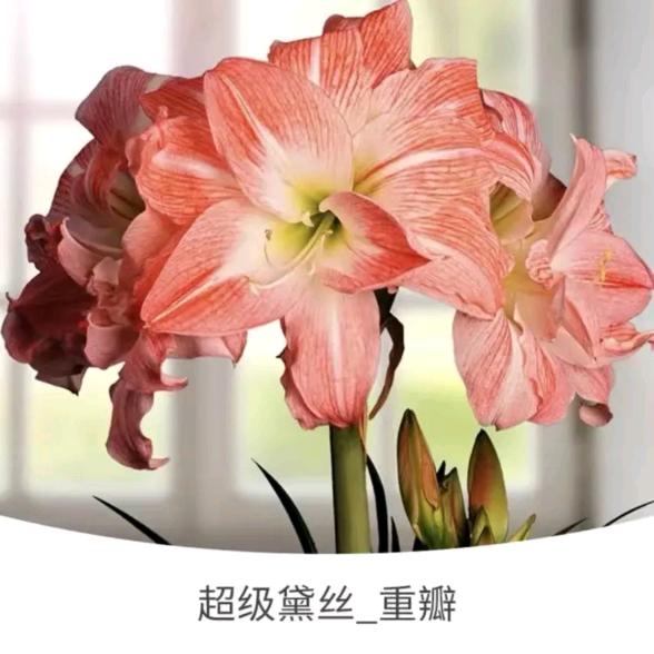 花卉种植经营部