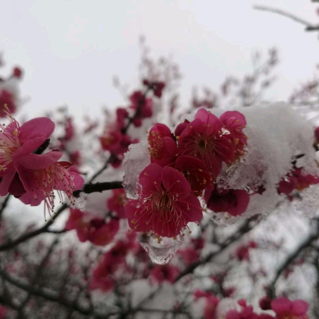 雪中梅