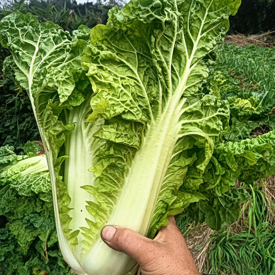 黄燕