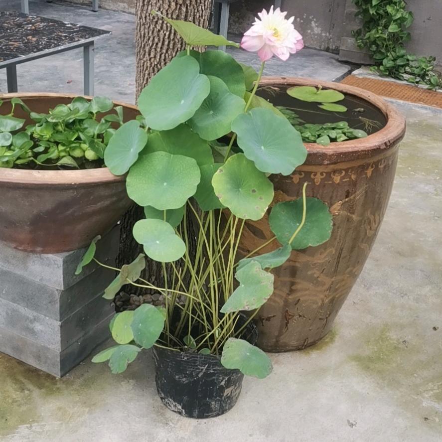 烧烤小哥