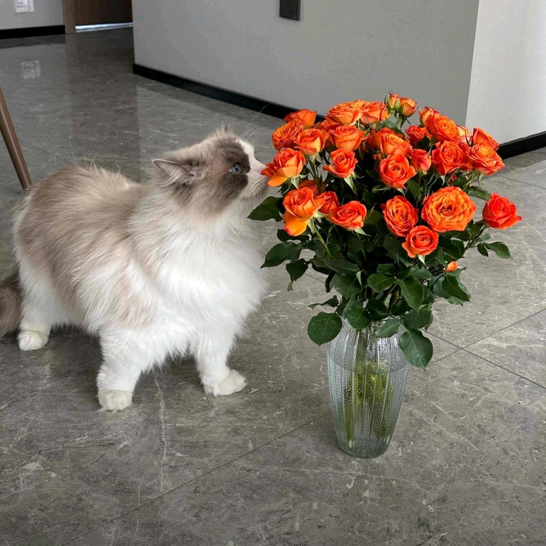 花开自在