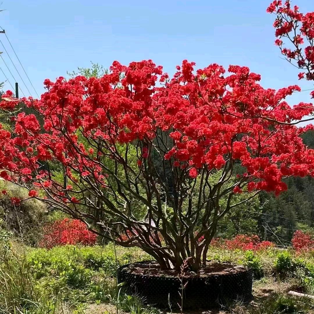 贵州松豪花卉