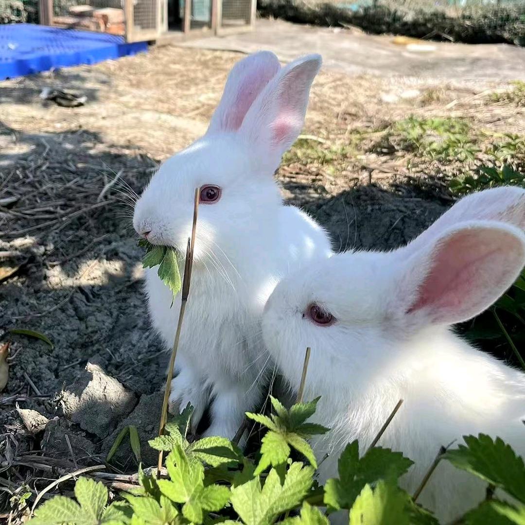 意之乐肉兔优品