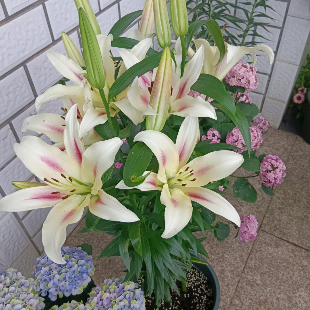 梦想花园🍃🌷