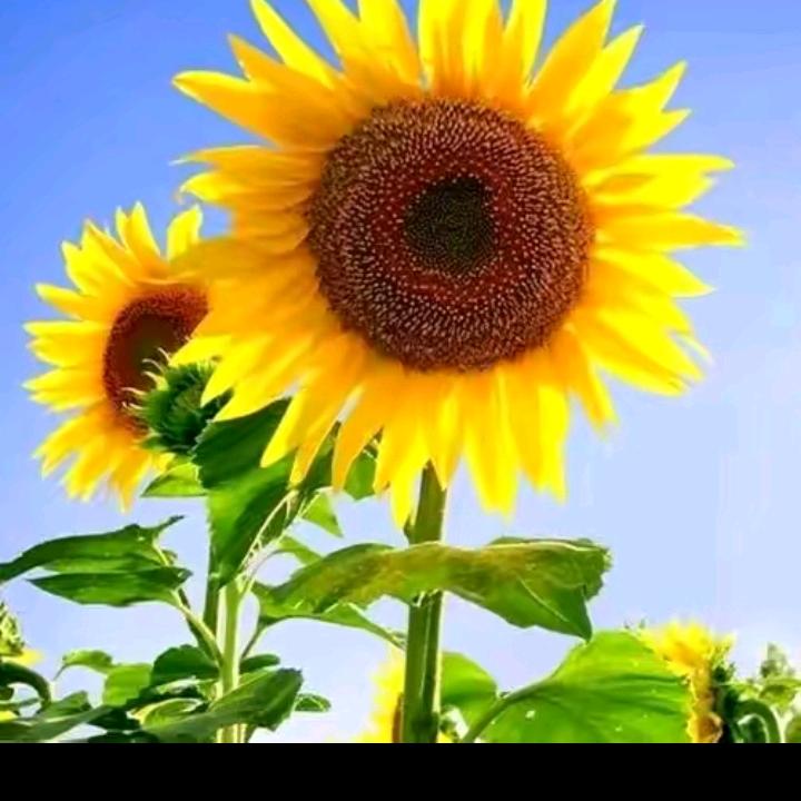 🌻梦醒，莫言情🌻.