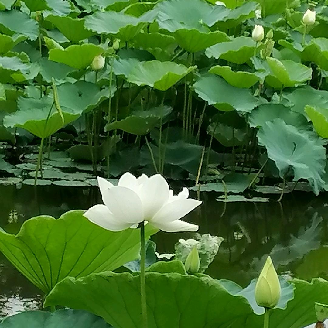 源元