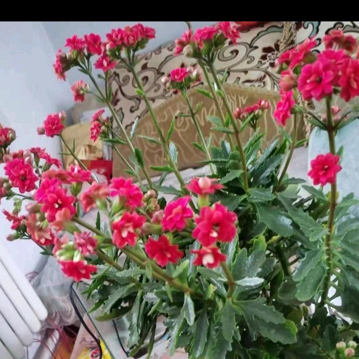 花丝雨