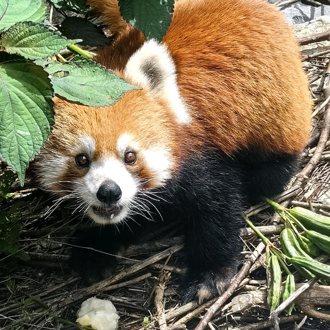 小洛