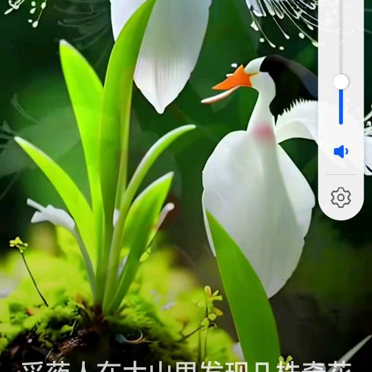 阳光优选a
