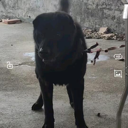 广西五黑犬繁殖济南站