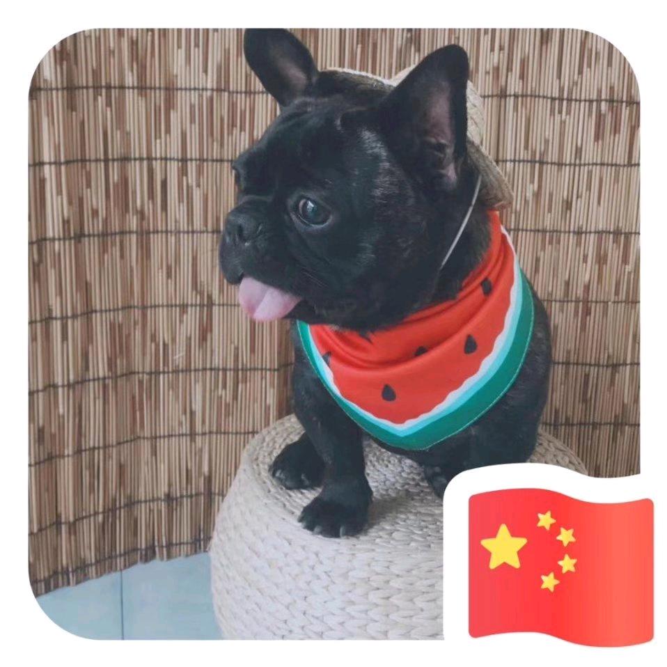 🐶🐱二豆的店