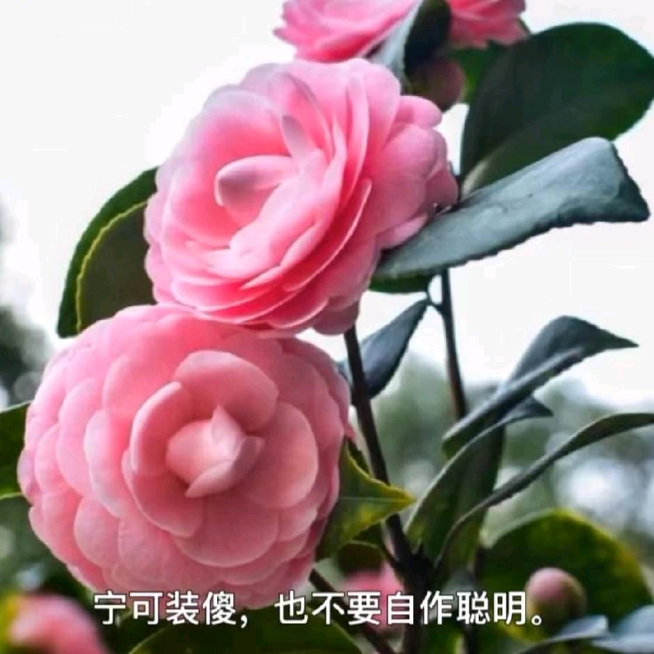 吴永琴