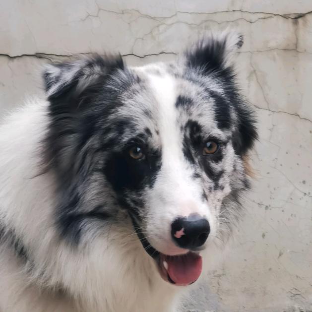 尚成汽车服务中心心