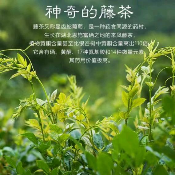 纯中药金祈藤茶