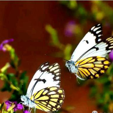 🐲🍁🍂🍃飞舞的蝴蝶🍂🍁🐲