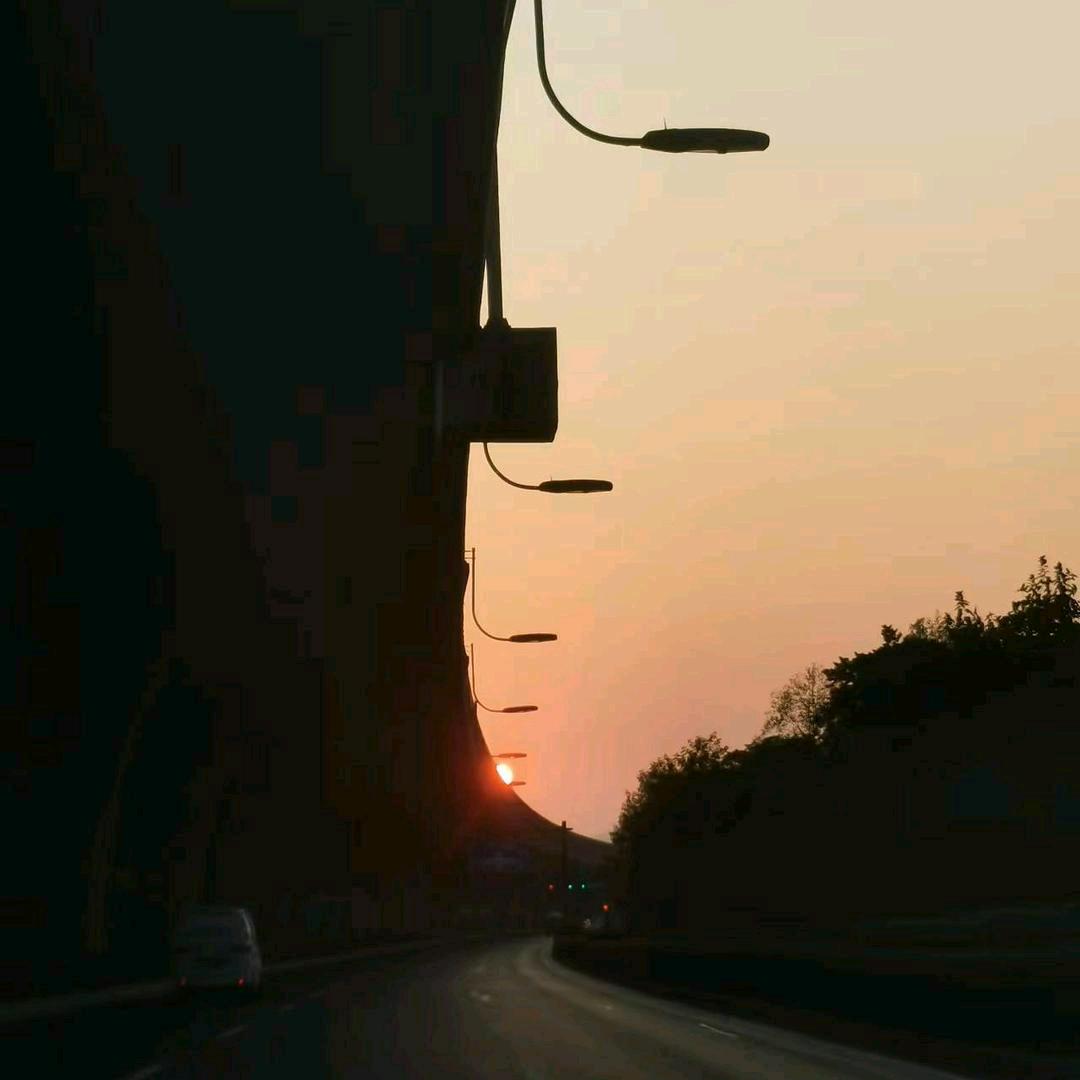 小白杨