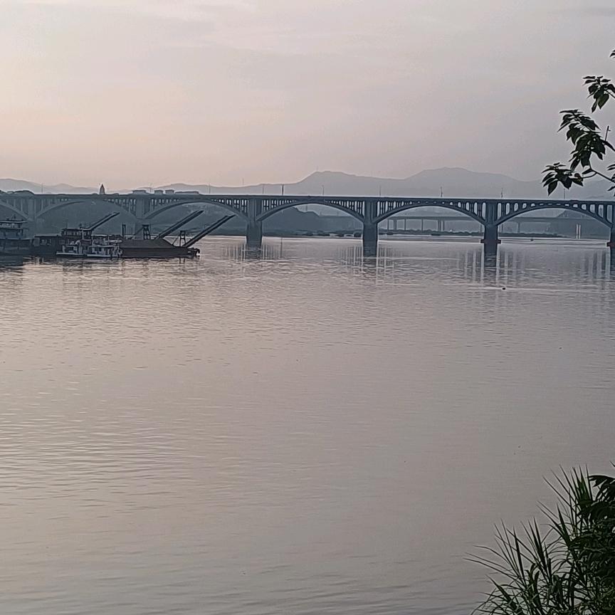 松树
