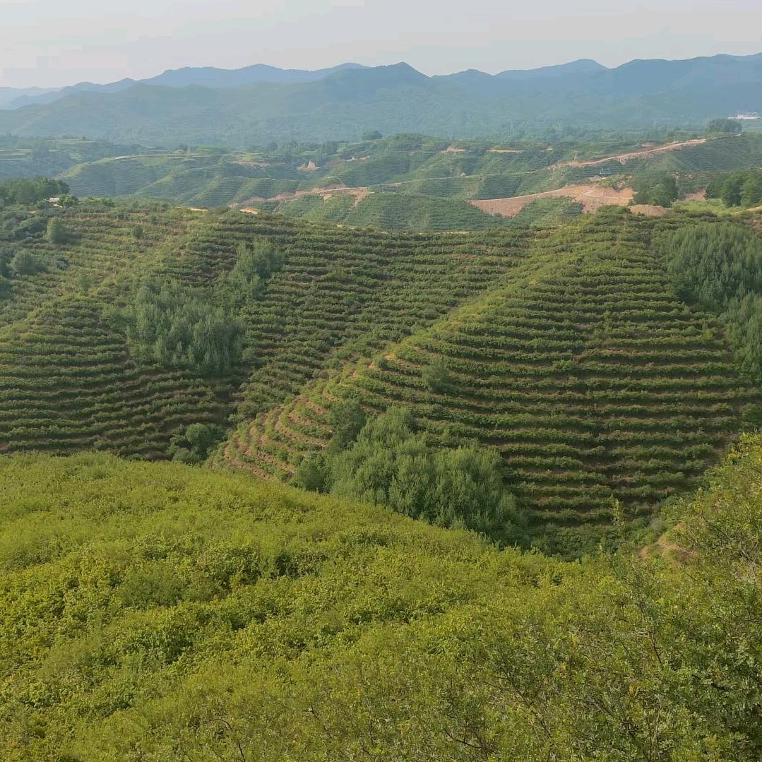 小杨绿化工程队