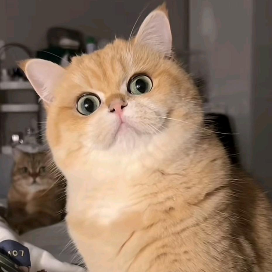 小炭火 💛-果果酱