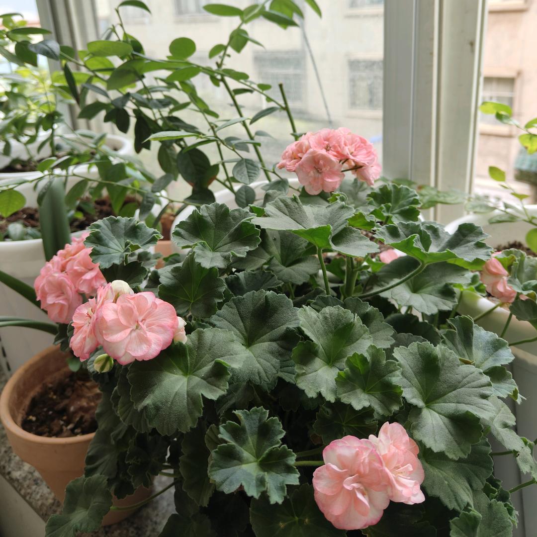蓝花园记