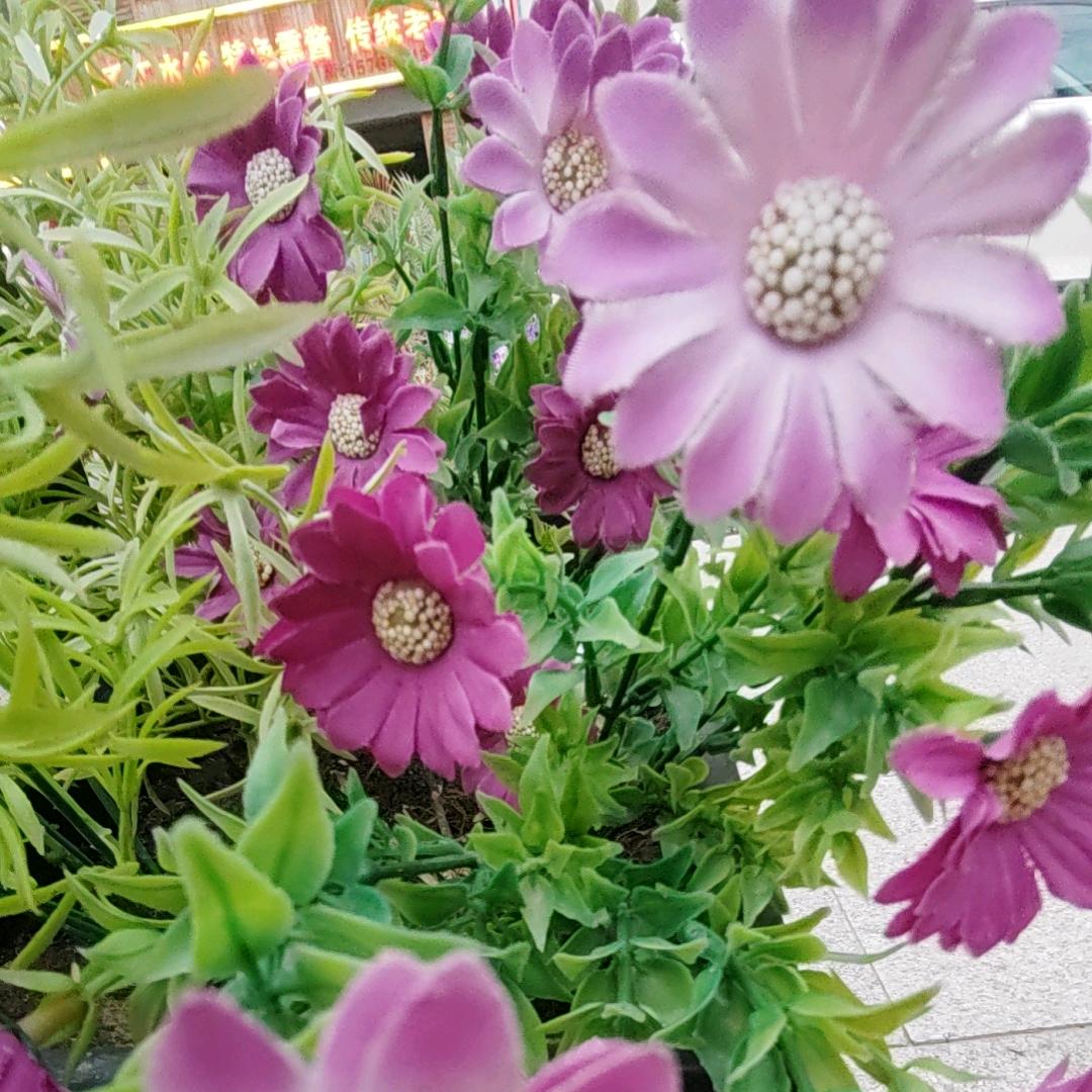 小丫头