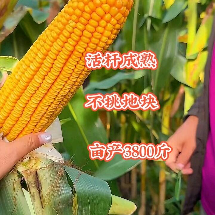 铁杆大棒🔥🔥🔥