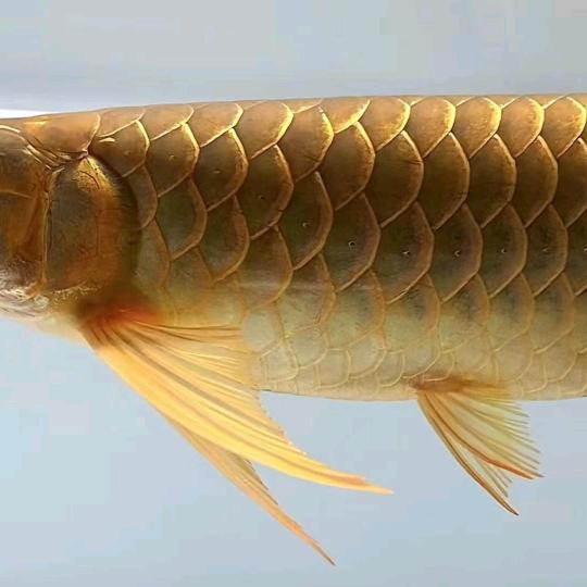 龙鱼吉木桔-7號