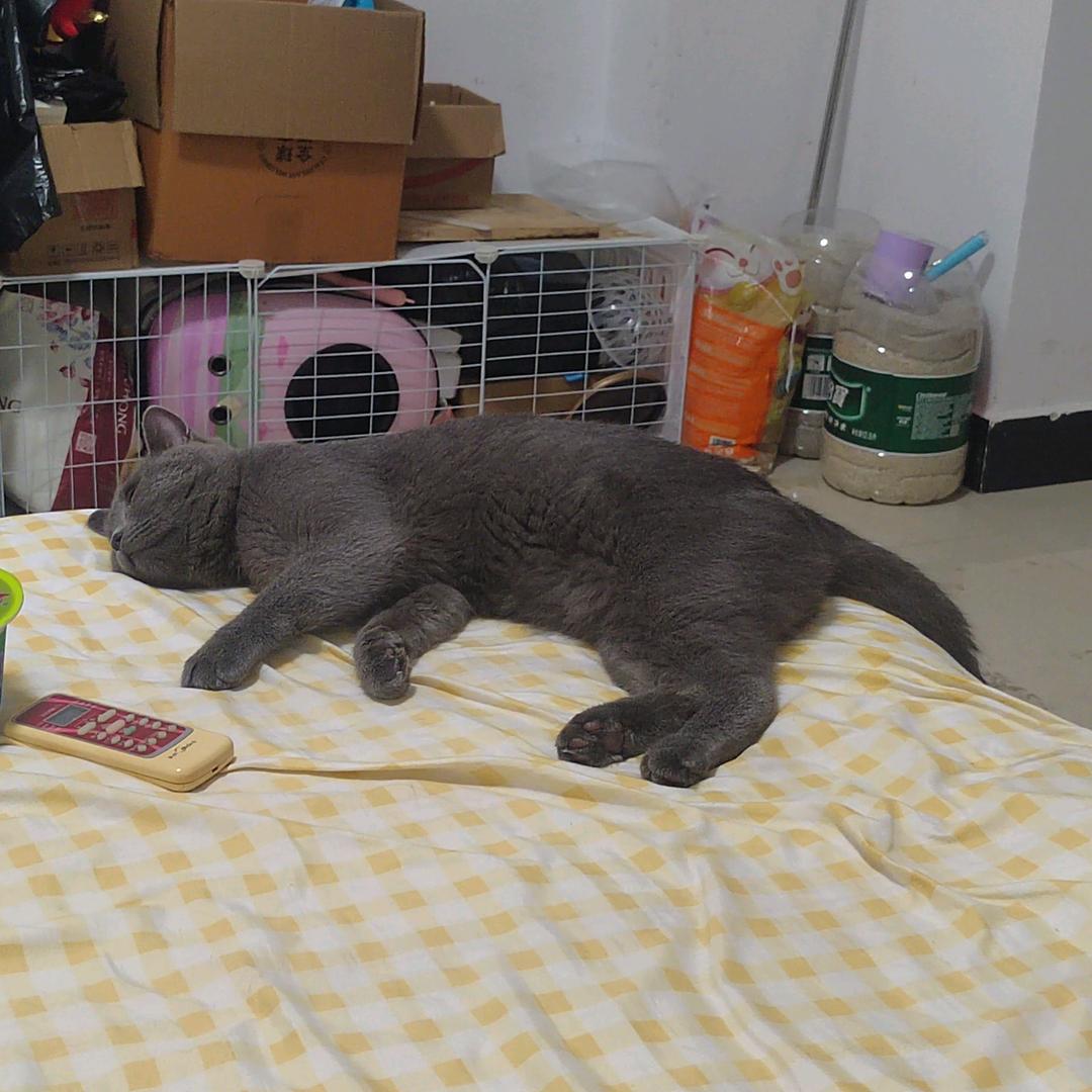猫咪