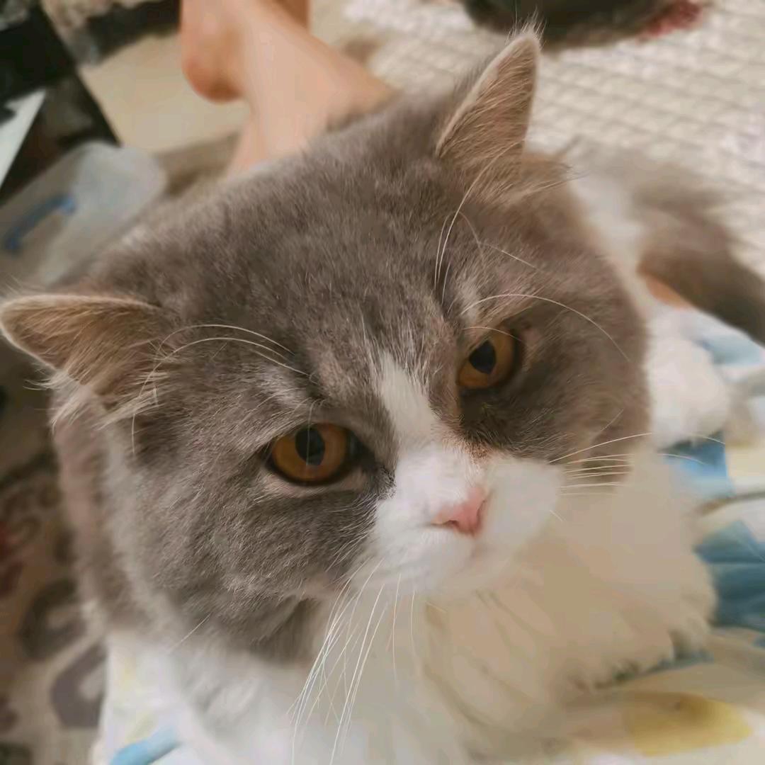 羽