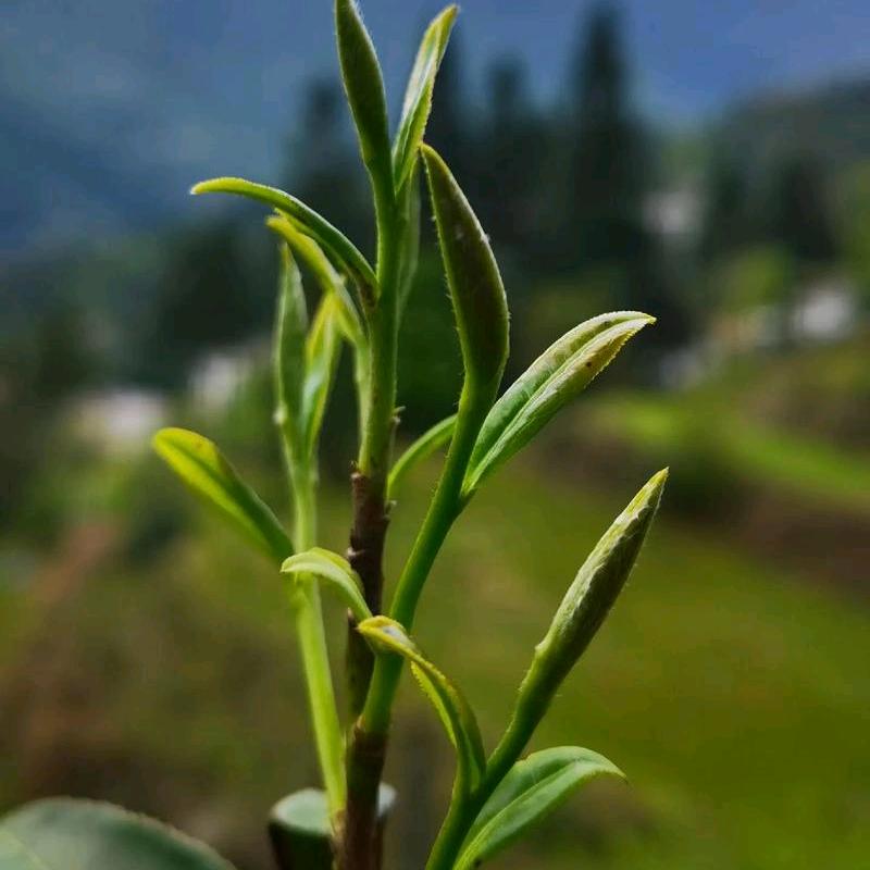 茶魂（视频同款在橱窗）
